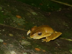 Boana calcarata