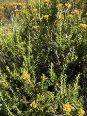 Helichrysum witbergense