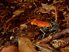 Ranitomeya reticulata