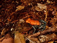 Ranitomeya reticulata