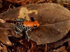 Ranitomeya reticulata