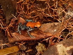 Ranitomeya reticulata