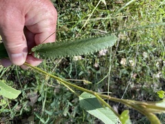 Sida trichopoda