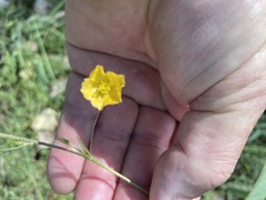 Sida trichopoda