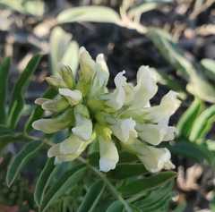 Astragalus