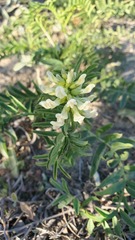Astragalus