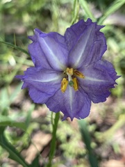Solanum stenopterum