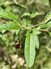 Solanum parvifolium