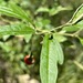 Solanum parvifolium - Photo (c) Bruce McLennan, algunos derechos reservados (CC BY-NC), subido por Bruce McLennan