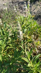 Salvia mellifera