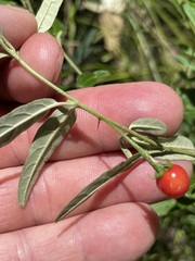Solanum parvifolium