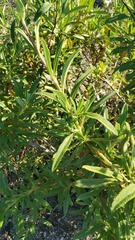 Salvia mellifera