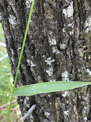 Urochloa foliosa