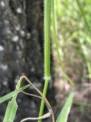 Urochloa foliosa