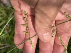 Urochloa foliosa