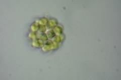 Coelastrum microporum