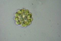 Coelastrum microporum