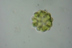 Coelastrum microporum