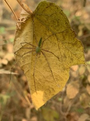 Peucetia viridana