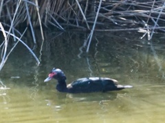 Cairina moschata domestica
