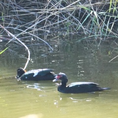 Cairina moschata domestica