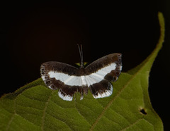 Nymphidium baeotia