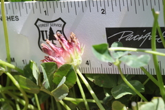 Trifolium fucatum