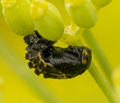 Adalia bipunctata