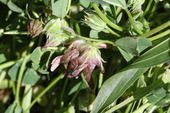 Trifolium fucatum