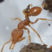 Louisiana Pygmy Snapping Ant - Photo no rights reserved, uploaded by Adrian Torres B.