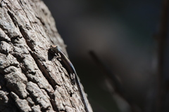 Cryptoblepharus virgatus