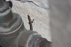 Cryptoblepharus virgatus