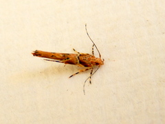 Pyroderces terminella