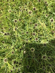 Cyperus teneristolon