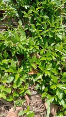 Sphagneticola trilobata