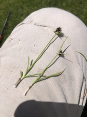 Cyperus teneristolon