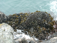 Mytilus californianus