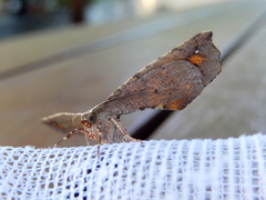 Parepisparis excusata