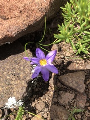 Romulea camerooniana
