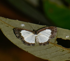 Nymphidium chione