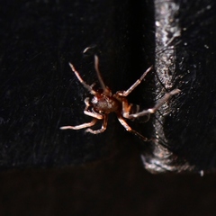 Castianeira