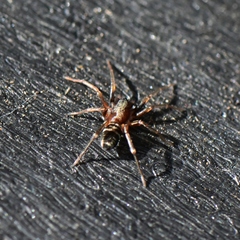 Castianeira