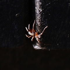Castianeira