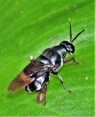 Isomerocera quadrilineata
