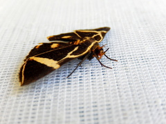 Fodina ostorius