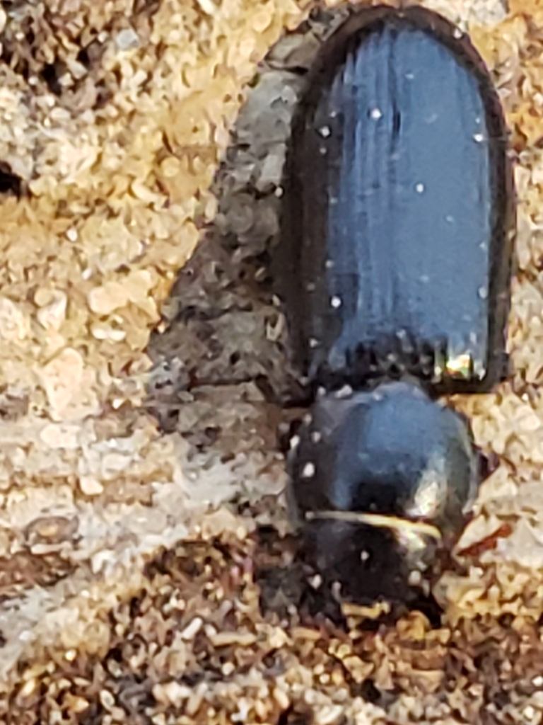 Tenebroides americanus
