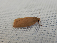 Enoplidia simplex