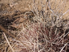 Sclerocactus polyancistrus