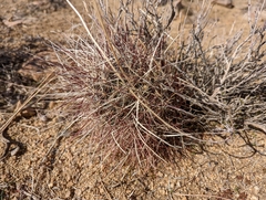 Sclerocactus polyancistrus
