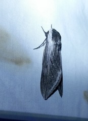 Sphinx perelegans